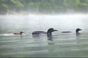 Our local Loon family..(by Sandy Hamilton Photgraphy)
